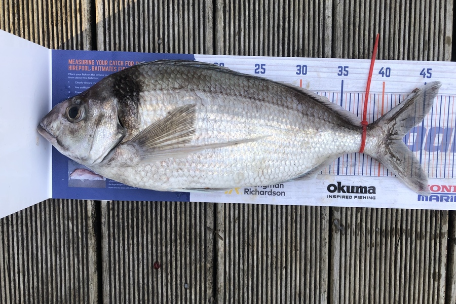 Andrew Froome caught this 42.5cm Tarakihi at Port Taranaki  during The Hirepool Baitmates Fishing Comp