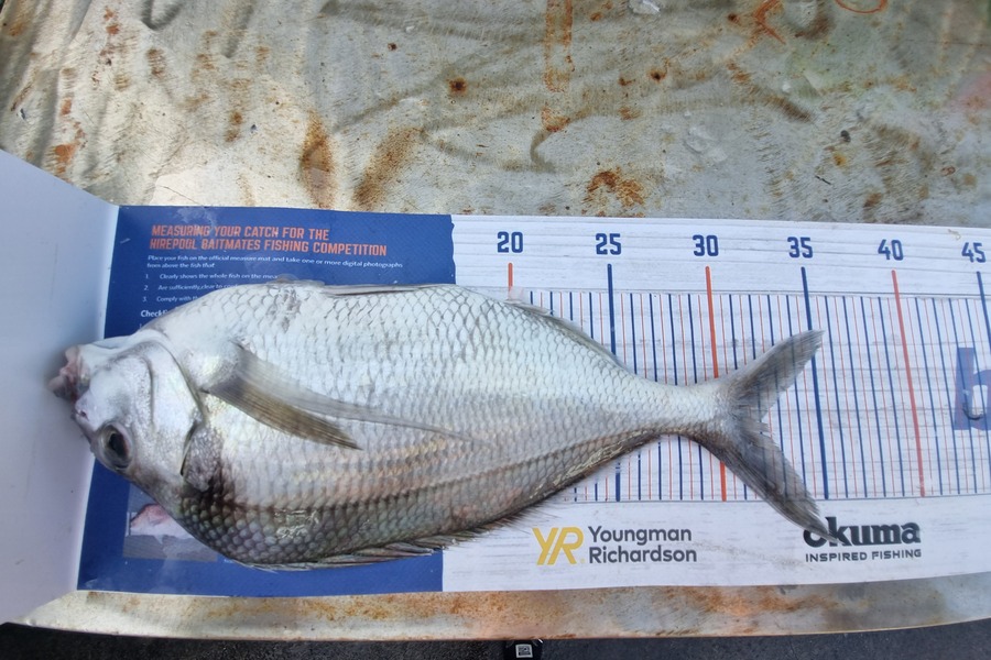 Nicola Whitmore caught this 32.0cm Tarakihi at New plymouth  during The Hirepool Baitmates Fishing Comp
