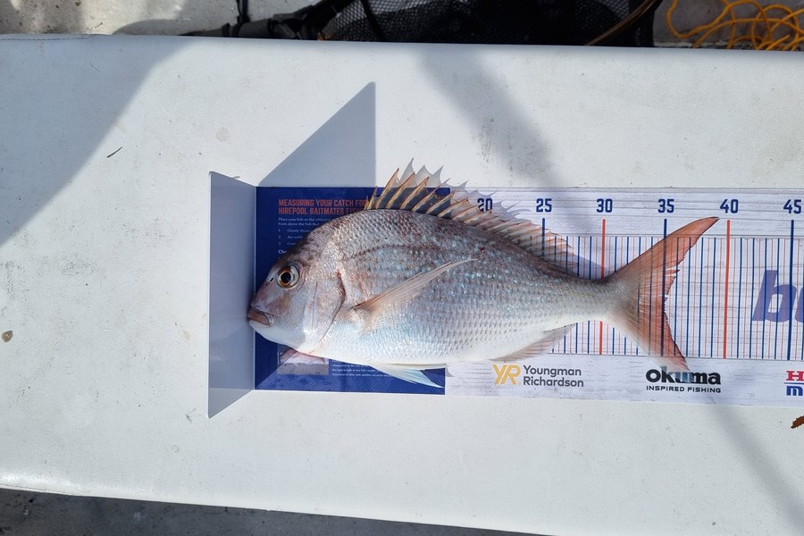 Brendan Taylor caught this 35.0cm Snapper at Marlborough sounds  during The Hirepool Baitmates Fishing Comp