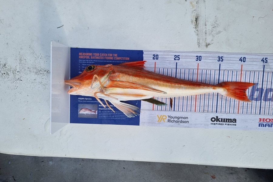Brendan Taylor caught this 41.0cm Gurnard at Marlborough sounds  during The Hirepool Baitmates Fishing Comp
