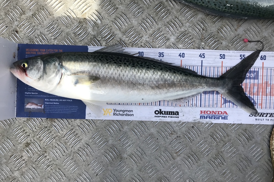Anthony Murray caught this 54.5cm Kahawai at Pukerua Bay during The Hirepool Baitmates Fishing Comp