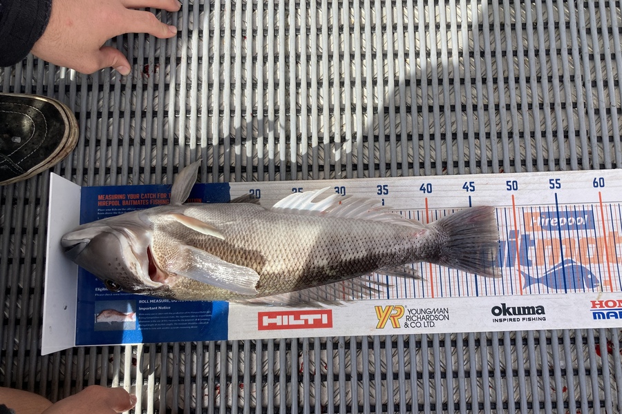 Ricky  WiRepa caught this 48.0cm Blue Cod at Cook straight  during The Hirepool Baitmates Fishing Comp