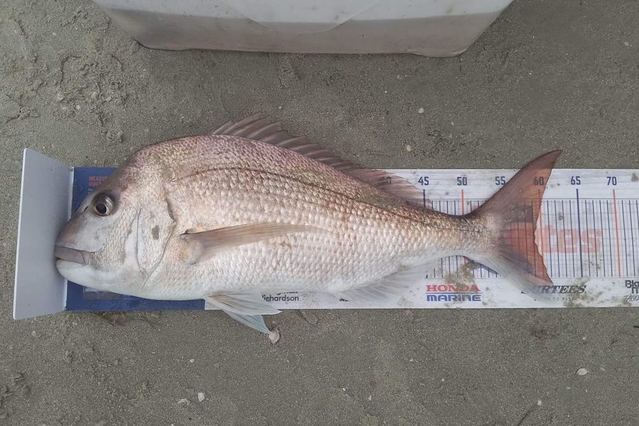 Nikki Tate caught this 59.0cm Snapper at Doubtless Bay during The Hirepool Baitmates Fishing Comp