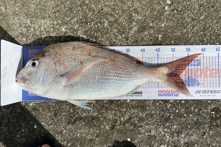 Steve Fraser caught this 51.5cm Snapper at South Taranaki during The Hirepool Baitmates Fishing Comp