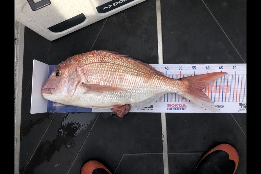 Rhys Hillock caught this 57.5cm Snapper at Kapiti Island during The Hirepool Baitmates Fishing Comp