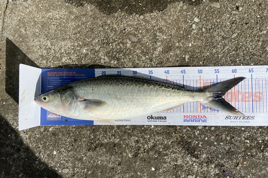 Steve Fraser caught this 56.0cm Kahawai at South Taranaki during The Hirepool Baitmates Fishing Comp
