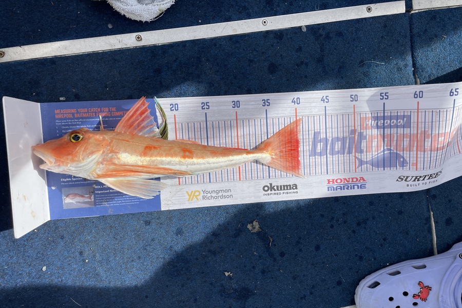 Enzo Sanders caught this 40.0cm Gurnard at Pelorus sound during The Hirepool Baitmates Fishing Comp