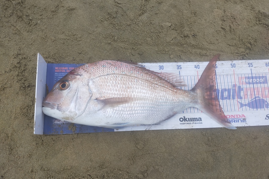 Len Clarke caught this 44.5cm Snapper at Ninety Mile Beach during The Hirepool Baitmates Fishing Comp