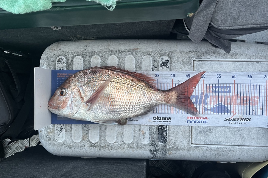 Laura Young caught this 45.5cm Snapper at D’Urville  during The Hirepool Baitmates Fishing Comp