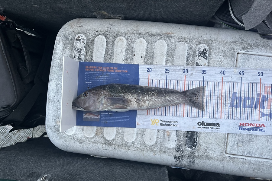 Rowan Young caught this 35.0cm Blue Cod at Durville during The Hirepool Baitmates Fishing Comp