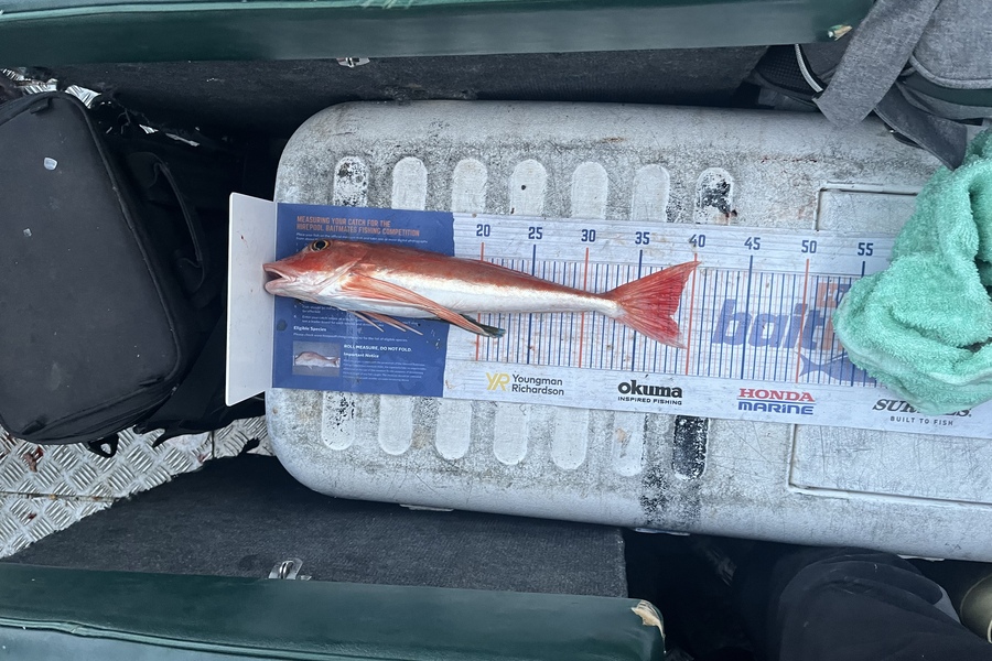 Rowan Young caught this 38.0cm Gurnard at Durville during The Hirepool Baitmates Fishing Comp