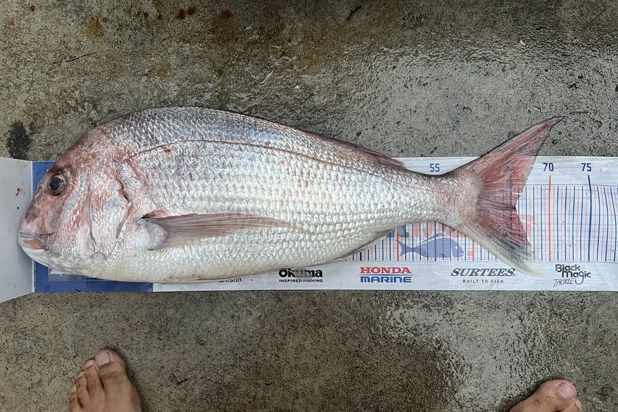 Luke Slobbe caught this 65.5cm Snapper at Kapiti during The Hirepool Baitmates Fishing Comp