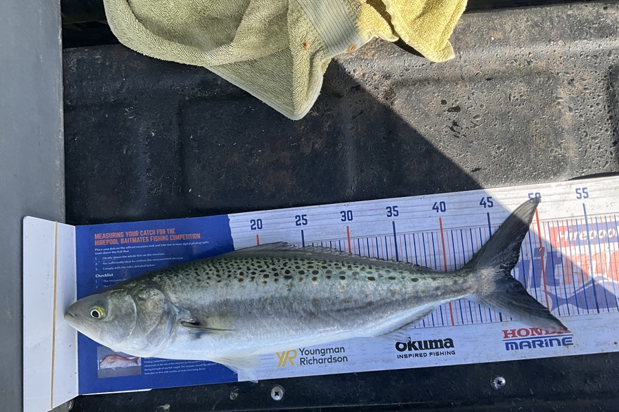 Stephen Heka caught this 46.5cm Kahawai at Far North East coast  during The Hirepool Baitmates Fishing Comp
