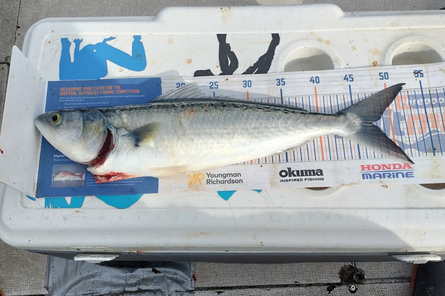 William Matehe Townsend caught this 47.0cm Kahawai at Pukerua bay during The Hirepool Baitmates Fishing Comp