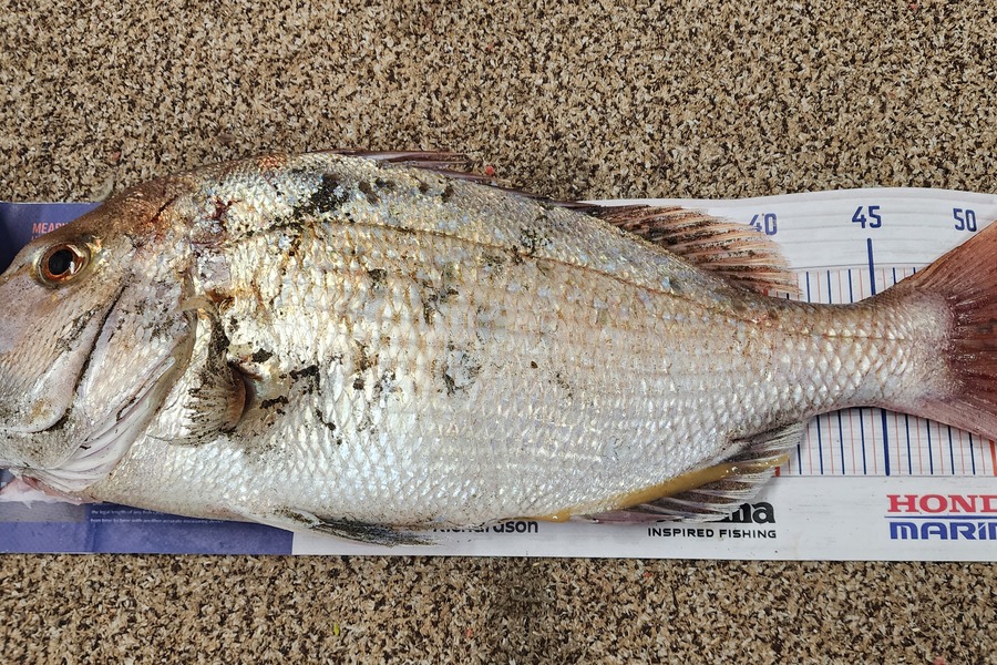 Kim Steedman caught this 53.0cm Snapper at Ohawe during The Hirepool Baitmates Fishing Comp