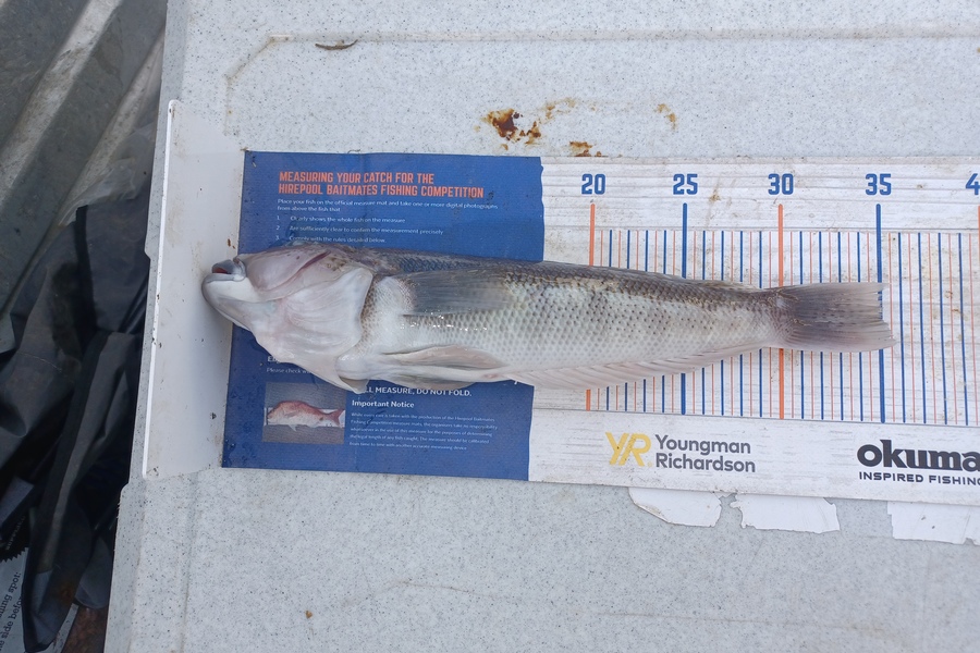 Brendon Iremonger caught this 35.0cm Blue Cod at New Plymouth  during The Hirepool Baitmates Fishing Comp