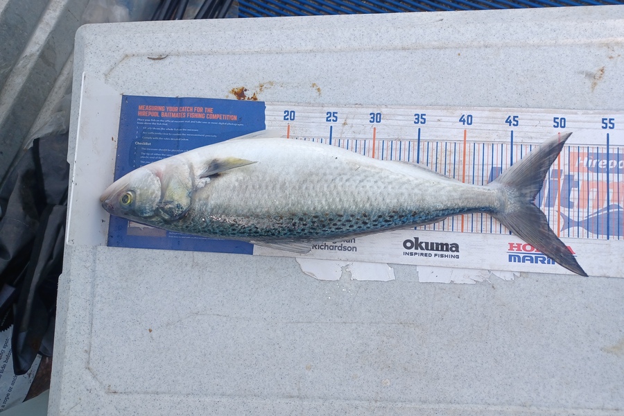 Brendon Iremonger caught this 47.5cm Kahawai at New Plymouth  during The Hirepool Baitmates Fishing Comp