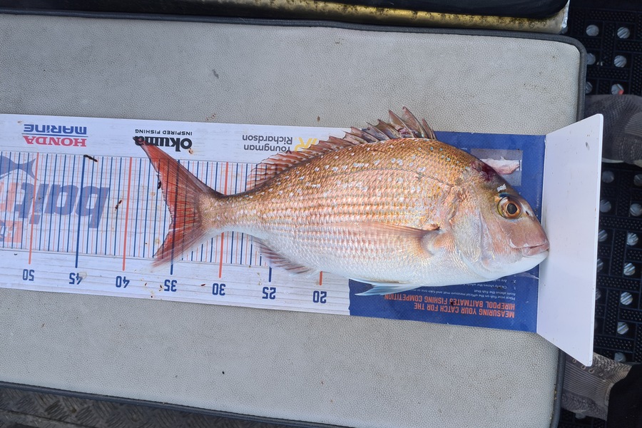 David Kovacs caught this 35.0cm Snapper at Wellington harbor  during The Hirepool Baitmates Fishing Comp