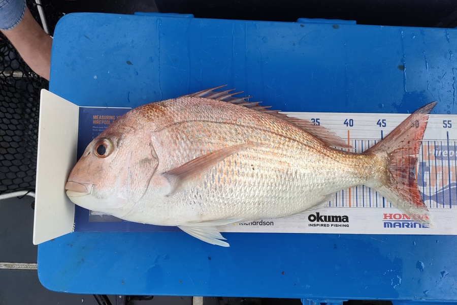 Nathan Lynn Watts caught this 49.5cm Snapper at Wellington during The Hirepool Baitmates Fishing Comp