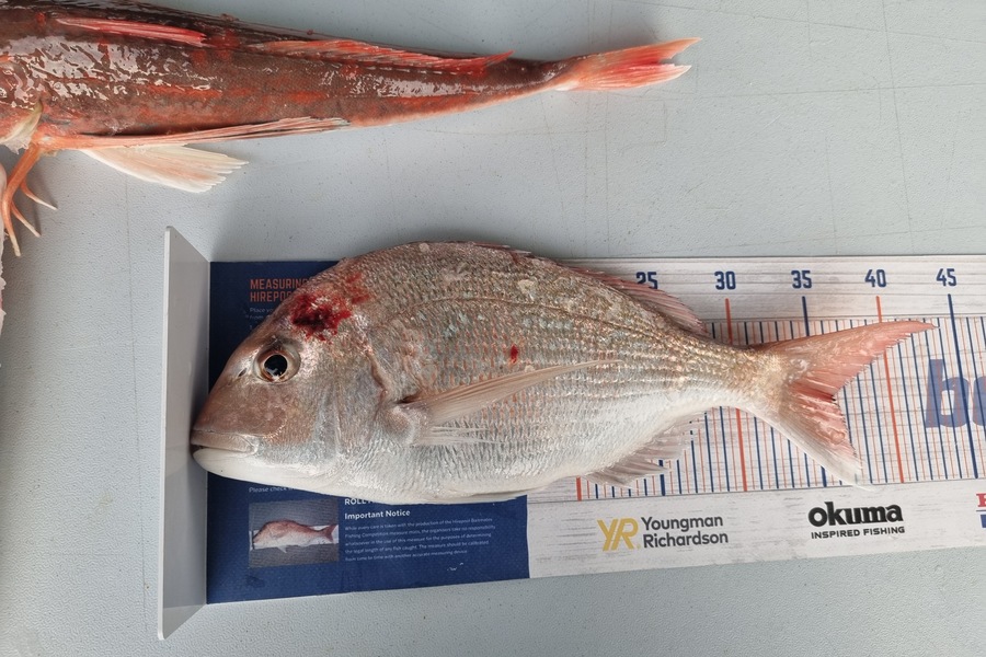 Tim Spiller caught this 36.0cm Snapper at Otaki during The Hirepool Baitmates Fishing Comp