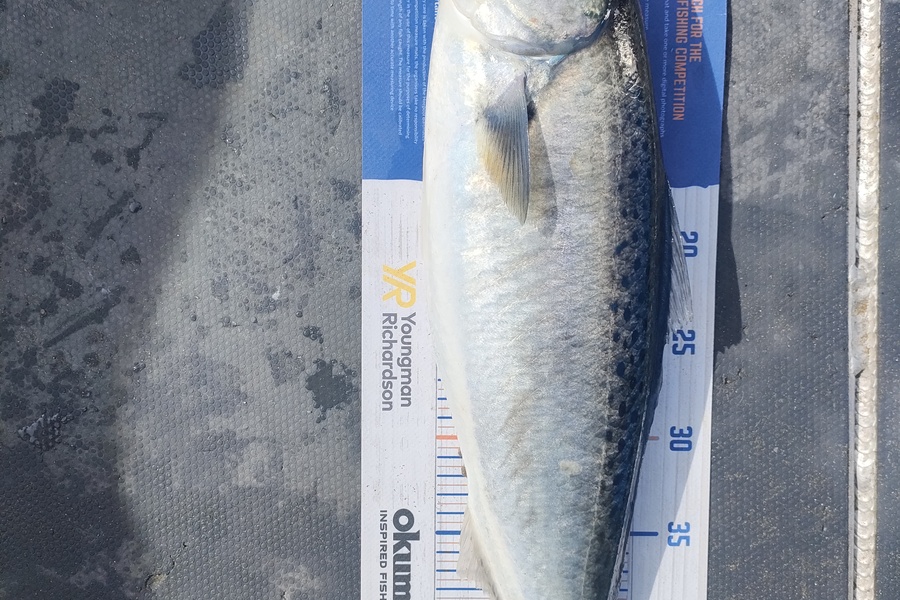 Nathan Lynn Watts caught this 49.0cm Kahawai at Wellington during The Hirepool Baitmates Fishing Comp