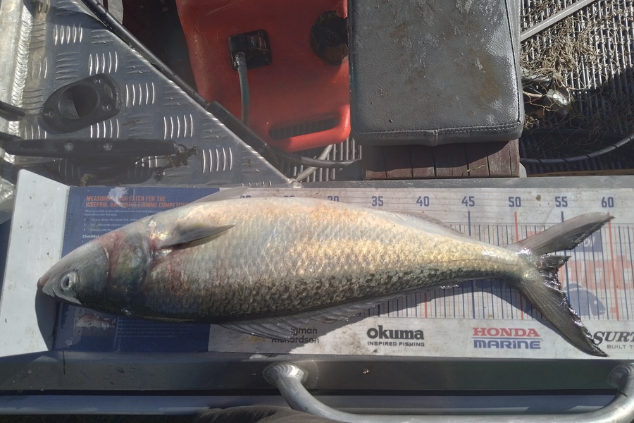 Mike Ashton caught this 53.5cm Kahawai at Otago coast during The Hirepool Baitmates Fishing Comp