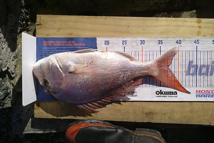Heath Robinson caught this 37.0cm Snapper at Patea  during The Hirepool Baitmates Fishing Comp