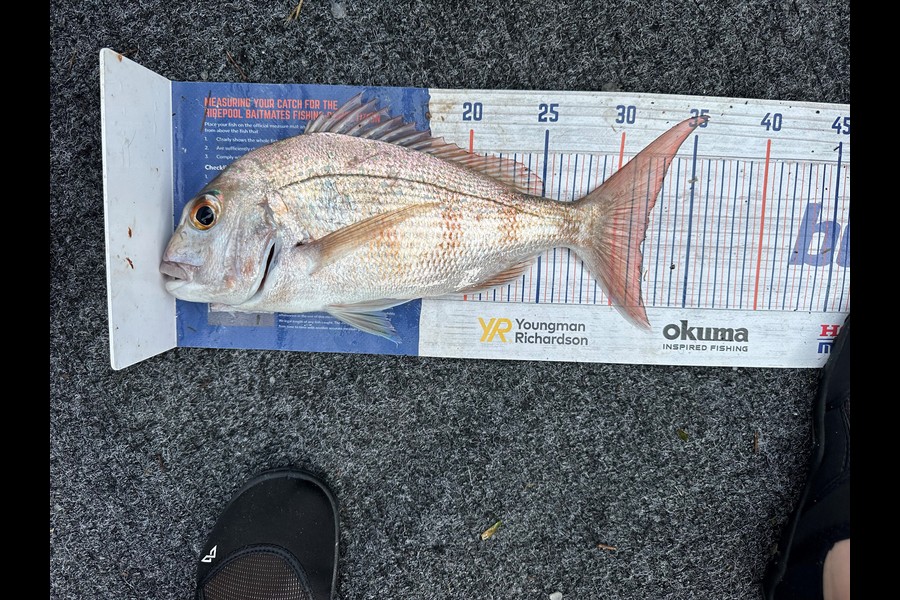 Leanne Murray caught this 32.0cm Snapper at Coromandel during The Hirepool Baitmates Fishing Comp