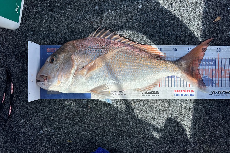 Warren Murray caught this 53.0cm Snapper at Coromandel during The Hirepool Baitmates Fishing Comp
