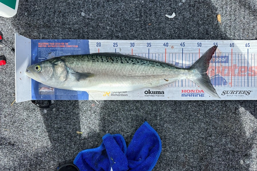 Warren Murray caught this 52.0cm Kahawai at Coromandel during The Hirepool Baitmates Fishing Comp