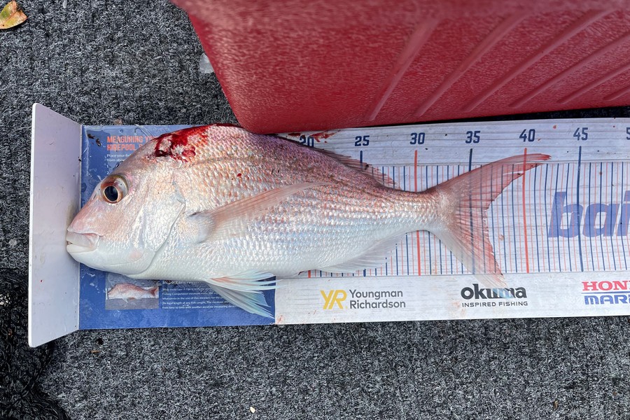 Warren Murray caught this 36.0cm Snapper at Coromandel during The Hirepool Baitmates Fishing Comp