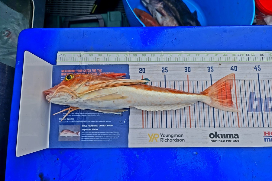 Josh Anderson  caught this 39.0cm Gurnard at Marlborough  during The Hirepool Baitmates Fishing Comp