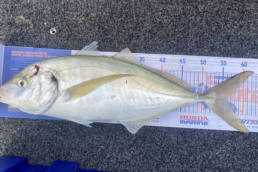 Dave Leadbetter caught this 56.0cm Trevally at Marlborough Sounds during The Hirepool Baitmates Fishing Comp
