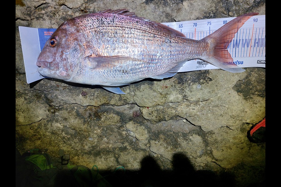 Karl Peace caught this 81.5cm Snapper at Raglan  during The Hirepool Baitmates Fishing Comp