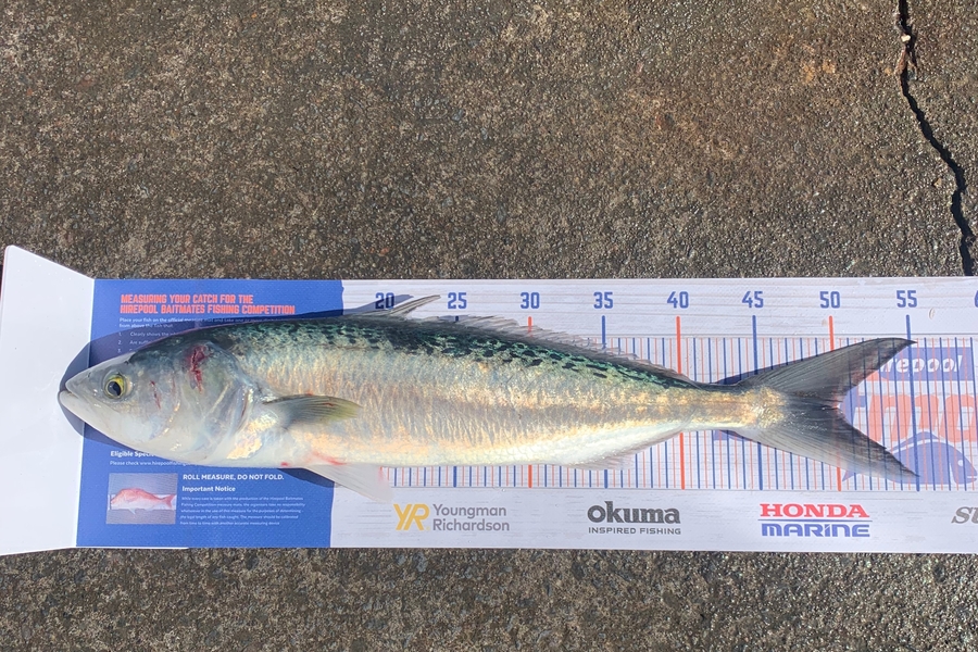 Cody Skinner caught this 50.0cm Kahawai at Opunake  during The Hirepool Baitmates Fishing Comp