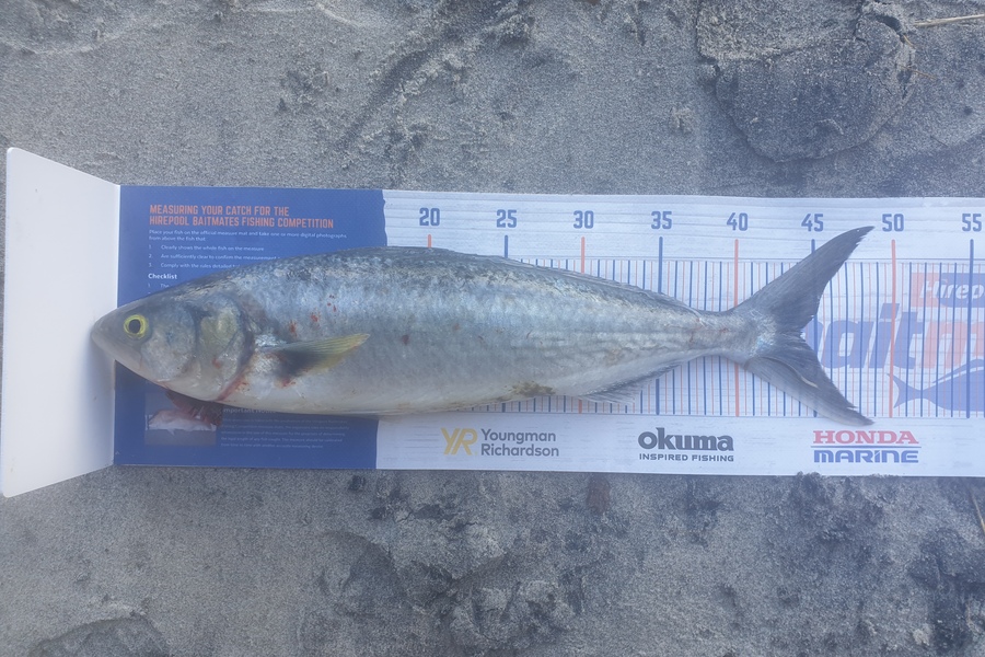 Gareth  Nicholson  caught this 44.0cm Kahawai at Waihi Beach during The Hirepool Baitmates Fishing Comp