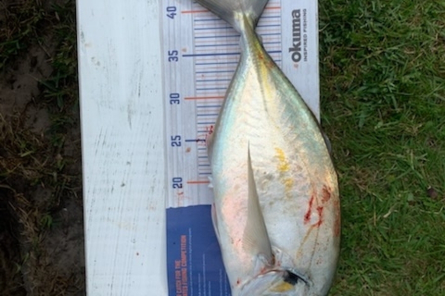 Mark Keatley caught this 41.5cm Trevally at Far north  during The Hirepool Baitmates Fishing Comp