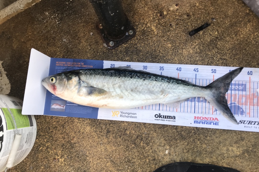 Anthony Murray caught this 53.5cm Kahawai at Wellington Harbour during The Hirepool Baitmates Fishing Comp