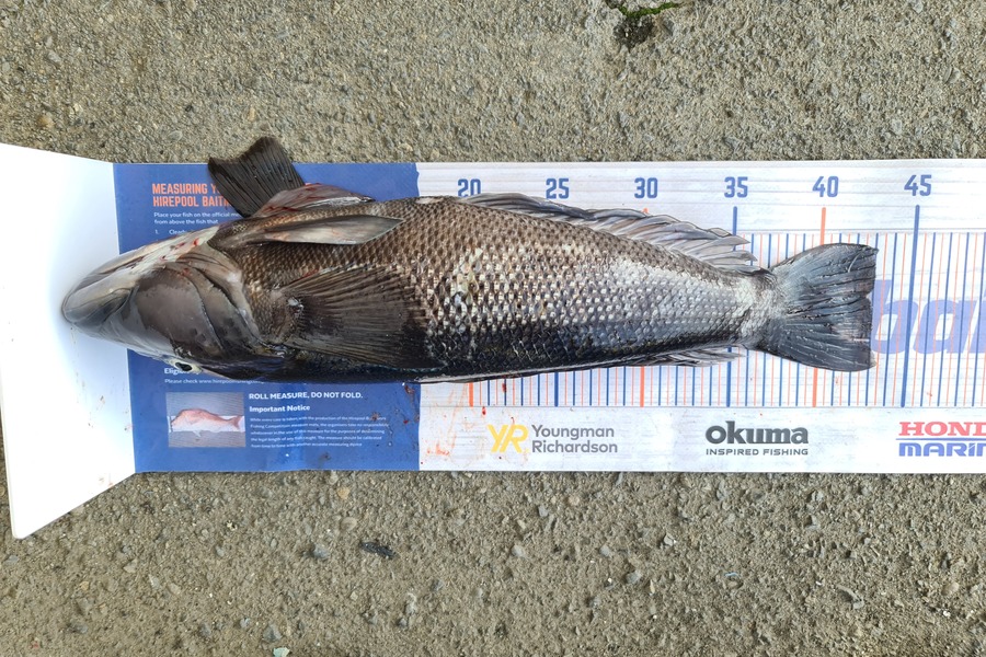 Scott Bassett caught this 42.5cm Blue Cod at Wellington during The Hirepool Baitmates Fishing Comp