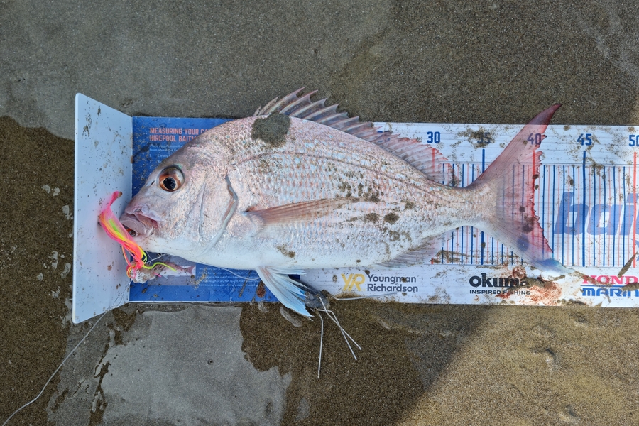 Jayden Emtage caught this 39.5cm Snapper at glinks gully during The Hirepool Baitmates Fishing Comp
