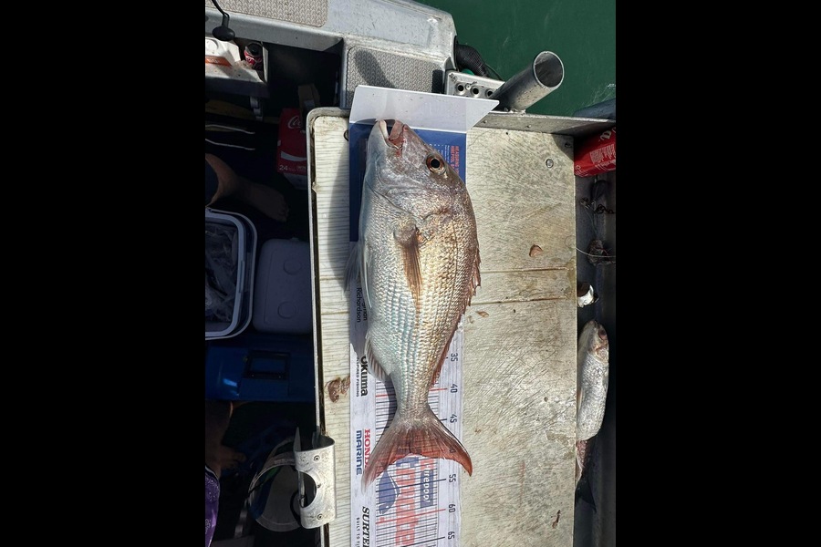 Brett Nikolaison caught this 49.5cm Snapper at Coromandel  during The Hirepool Baitmates Fishing Comp