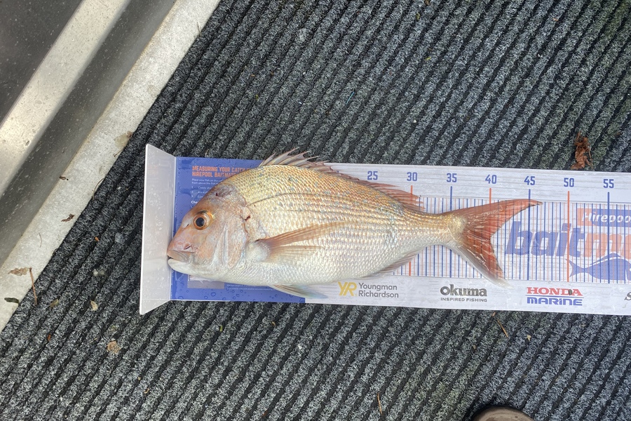 Ryan Mitchell caught this 40.0cm Snapper at Tasman bay during The Hirepool Baitmates Fishing Comp