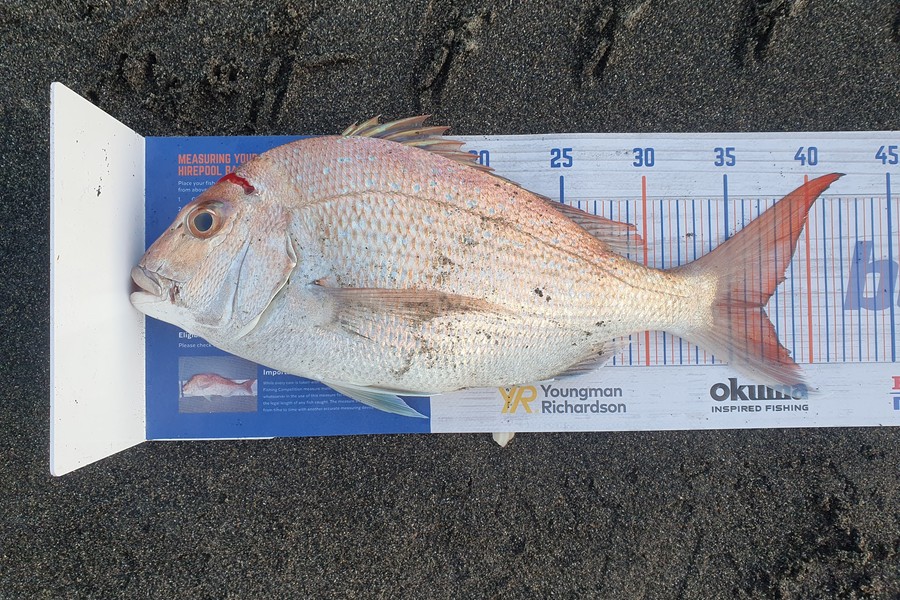 Bill Oliver caught this 37.0cm Snapper at Waiting Beach, Waitotara during The Hirepool Baitmates Fishing Comp