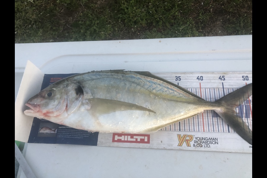 Dennis Body caught this 46.5cm Trevally at Paraparaumu  during The Hirepool Baitmates Fishing Comp