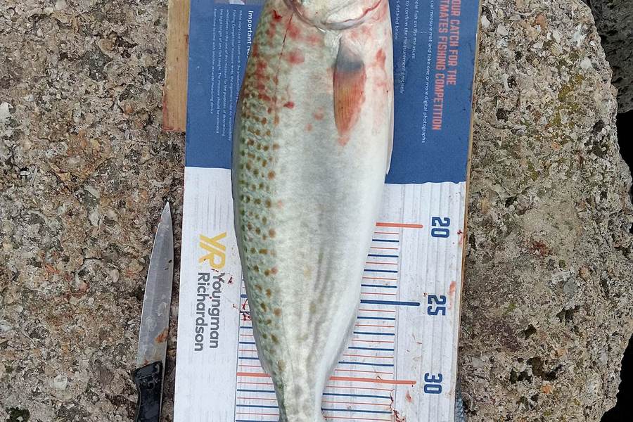 Dave Paul caught this 36.5cm Kahawai at Napier during The Hirepool Baitmates Fishing Comp