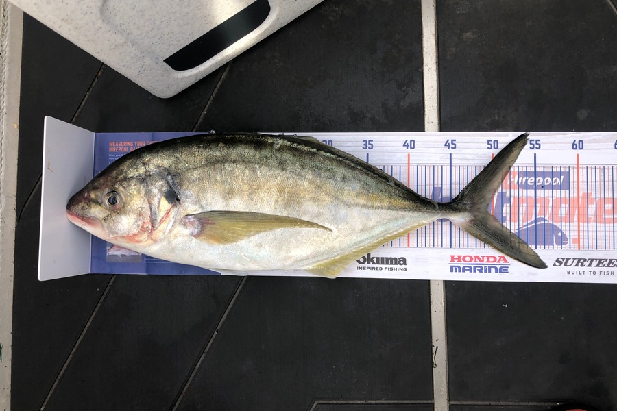 Tristram Hillock caught this 49.0cm Trevally at Kapiti during The Hirepool Baitmates Fishing Comp