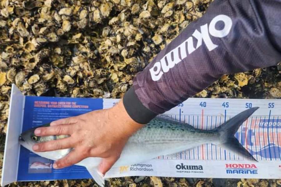 Brendon Deacon caught this 47.0cm Kahawai at Northland during The Hirepool Baitmates Fishing Comp