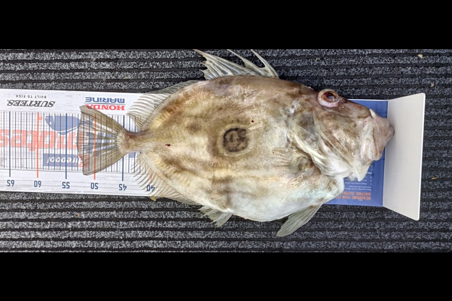 Trent Wales caught this 53.0cm John Dory at Durville  during The Hirepool Baitmates Fishing Comp