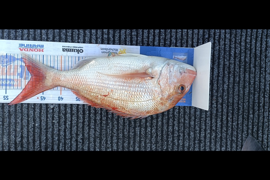 Trent Wales caught this 48.0cm Snapper at Nelson during The Hirepool Baitmates Fishing Comp