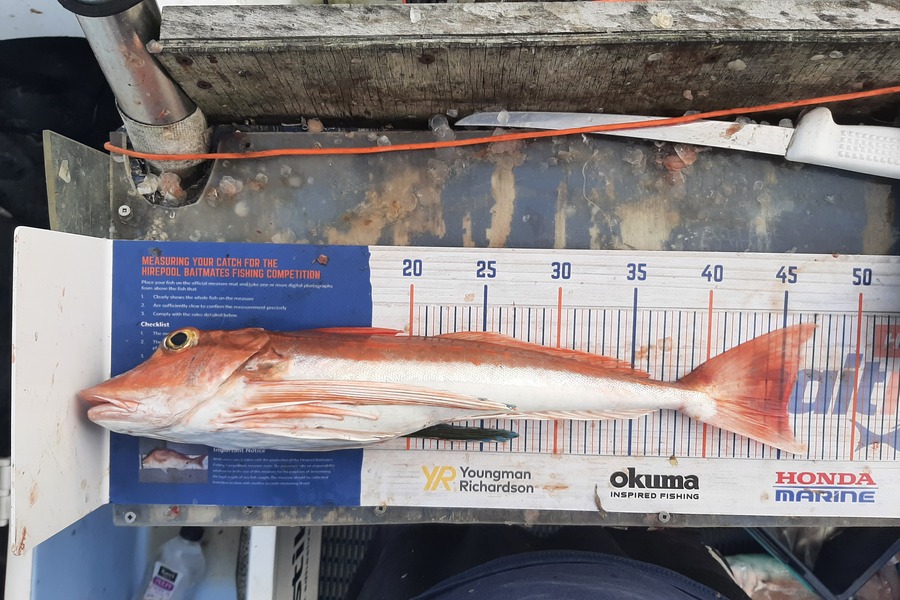 Juergen Boucher caught this 45.0cm Gurnard at Hawkes bay  during The Hirepool Baitmates Fishing Comp